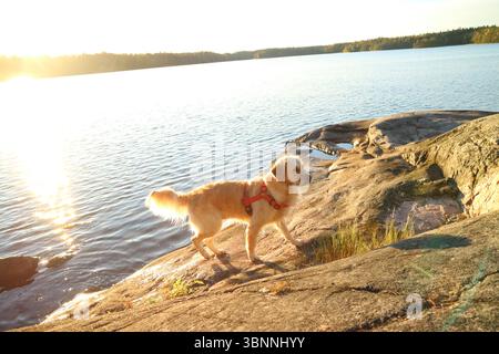A golden retriever called Lumi on the shores of lake Meiko in Kirkkonummi, Finland. Stock Photo