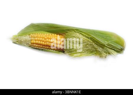 Single ear of corn isolated on white background. Stock Photo