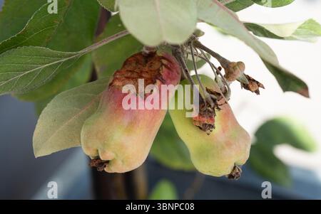 Misshapen apples trying to ripen on a tree with a bite taken out from an animal Stock Photo