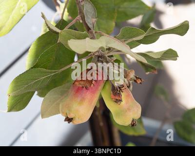 Misshapen apples trying to ripen on a tree with a bite taken out from an animal Stock Photo