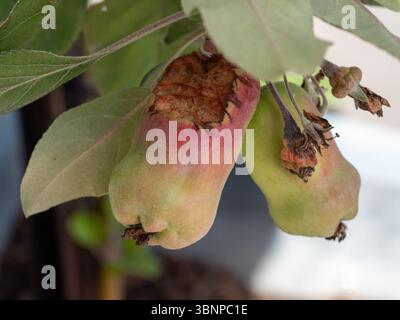 Misshapen apples trying to ripen on a tree with a bite taken out from an animal Stock Photo