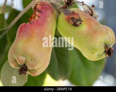 Misshapen apples trying to ripen on a tree with a bite taken out from an animal Stock Photo