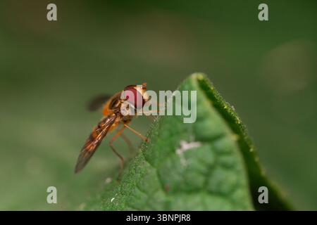 Hoverfly on leaf macro image with selective focus, showcasing natural insect behavior and morphology in garden environment Stock Photo