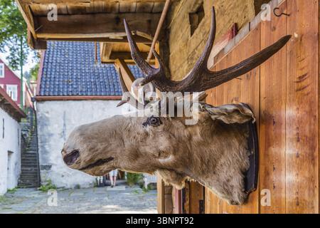 Stuffed Moose head hanging on a historical building in Bryggen, Hanseatic wharf in Bergen, Norway. UNESCO's World Heritage Site, Bergen, Noorwegen Stock Photo