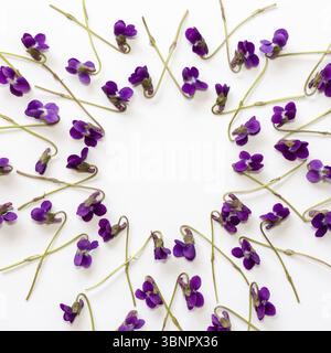 Mock up background with violet flowers on white background with copy space Stock Photo