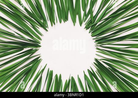 Round frame made from green leaves of Narcissus on white background with space for text, top view. tinted photo Stock Photo