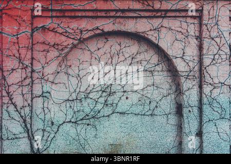 Brick wall with an arch overgrown with climbing plants, tinted in the color of living coral with blue Stock Photo