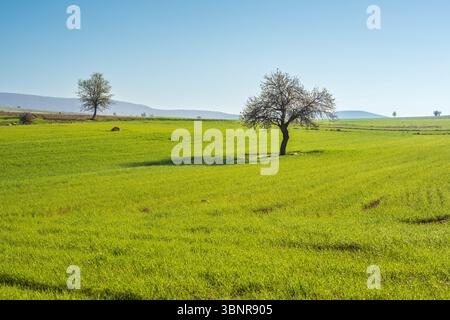 Scenic view of lonely big tree on green grass meadow on blue sky background Stock Photo