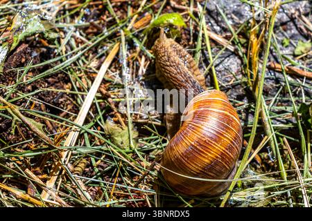 Large brown snail with house crawls on the forest floor in the Alps Fliess Landeck Tyrol Austria. Stock Photo