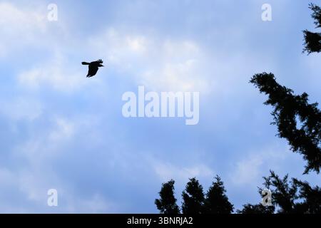 Silhouette of bird flying in the blue sky with trees Stock Photo