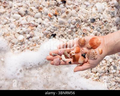 Hand holding seashells on Boca Grande beach, Florida summer scen Stock Photo