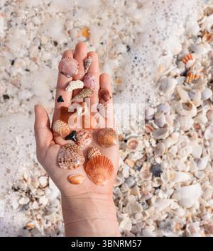 Hand holding seashells on beach, vertical negative space right Stock Photo