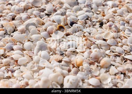Close-up of scattered seashells on Boca Grande beach, Florida summer Stock Photo