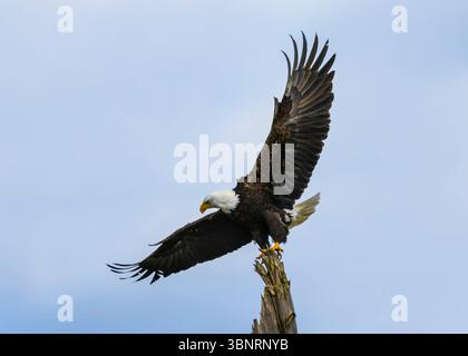 Majestic bald eagle soaring above a tree Stock Photo