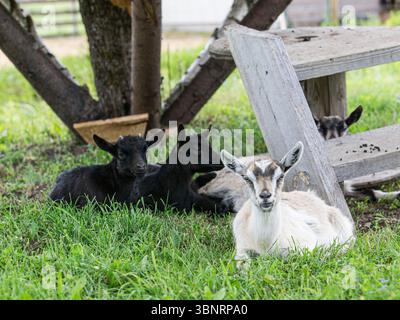 Goats resting in shade under a tree on a summer farm, Estonia. Stock Photo