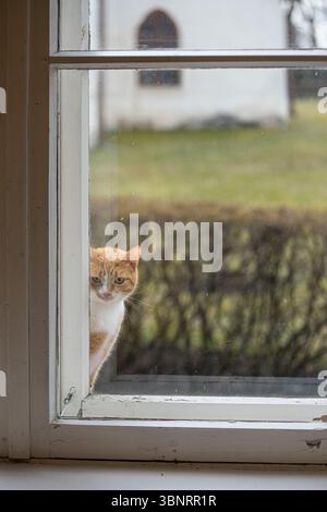 Curious orange cat peeking in through a window from outside, Estonia. Stock Photo