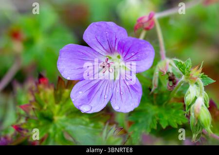 Geranium azure rush flower covered in water droplets Stock Photo