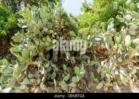 Large cacti grow to the height of the wall like vine, summer in Montenegro Stock Photo