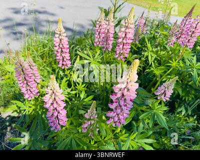 Vibrant pink lupine flowers bloom in a lush green garden under bright sunlight. Stock Photo