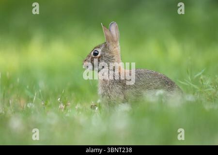 Wild eastern cottontail rabbit Sylvilagus floridanus sitting in the long grass in a backyard in summer Stock Photo
