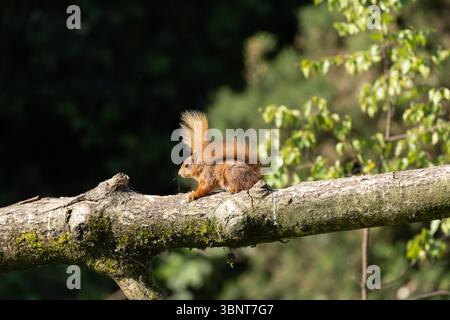 Red squirrel resting on a tree branch, surrounded by lush greenery of a forest, Monaghan, Ireland Stock Photo