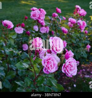 Blooming beautiful pink roses in a park in summer Stock Photo