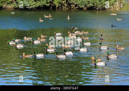 Mallards swimming on a lake Stock Photo