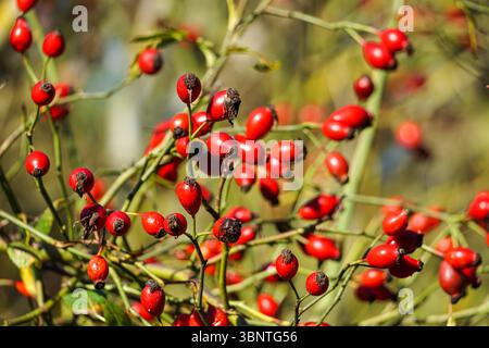 Red rose hips berries on a dog rose shrub, Rosa canina, Essex UK Stock Photo
