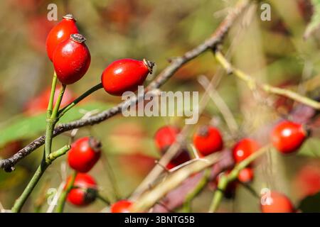 Red rose hips berries on a dog rose shrub, Rosa canina, Essex UK Stock Photo