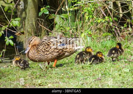 Female mallard duck with young ducklings Stock Photo
