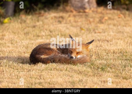 A wild, urban red fox snoozes in the early morning, summer sunshine in a Worcestershire back garden, UK. Stock Photo
