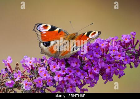 Peacock butterfly feeding on Buddleia flowers Stock Photo