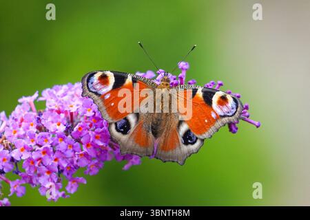 Peacock butterfly feeding on Buddleia flowers Stock Photo