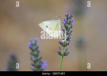 Small white butterfly feeding on lavender flower Stock Photo