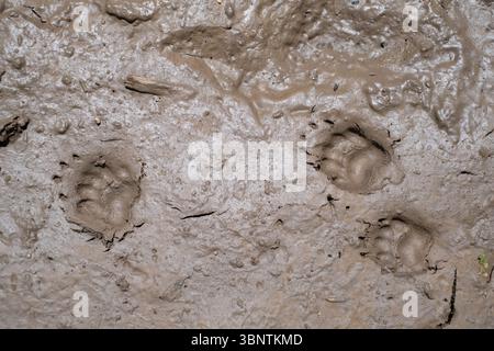 Dog Paw Prints in Mud. Top View Stock Photo
