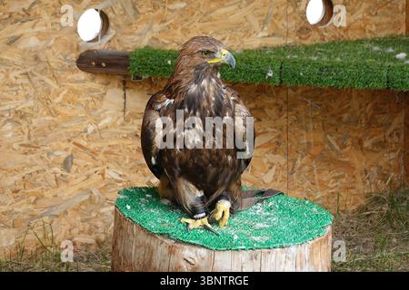 Majestic golden eagle portrait with intense gaze and detailed feathers ...