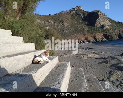 A tricolor cat resting on concrete steps by a quiet beach in Crete, Greece. The background shows a rocky shoreline, calm waves, and coastal cliffs. Stock Photo
