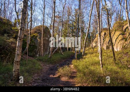 Scenic view of a hiking trail winding through a birch forest and rock formations in Broumov, Czech Republic Stock Photo