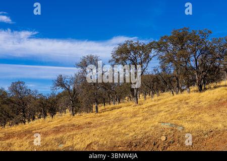 Golden grassland covers rolling hills dotted with oak trees in rural California under a deep blue sky with some cirrus clouds Stock Photo