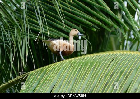 Duck Perched on a Palm Tree in a Natural Setting Stock Photo