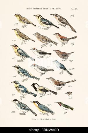 Cape May Warbler flight in spring migration flight Stock Photo - Alamy