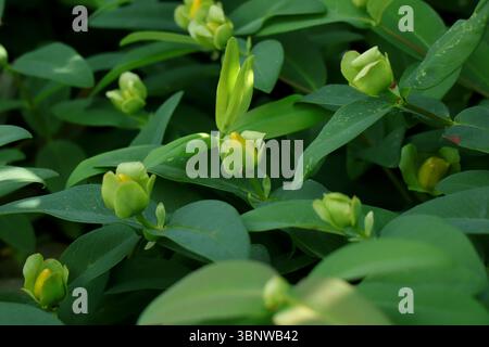 Hypericum 'Hidcote' – Close-Up of Unopened Flower Buds of St. John's Wort Shrub Stock Photo