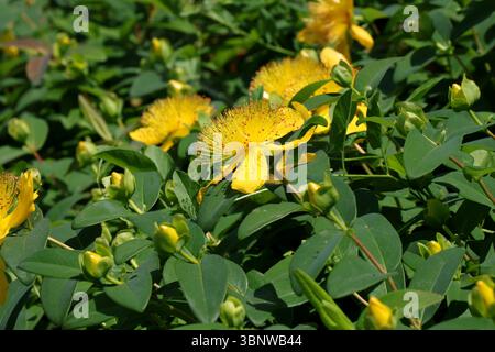 Close-up of Hypericum 'Hidcote' Stock Photo