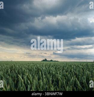 Windy cloudy dark sky over field of green young wheat. Green immature spikelets. Windy weather in field Stock Photo