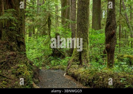 WA28478-00...WASHINGTON - Trail through the tall, moss covered trees in the Commissioners Grove on the Olympic Peninsula. Stock Photo