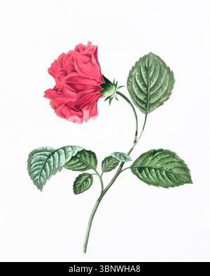 Flower illustration hand drawn on white watercolor paper. Bright botanical artwork with soft texture and fine floral details. Stock Photo