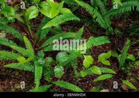 WA28489-00...WASHINGTON - Ferns growing on the forest floor along the Commissioner's Trail on the Olympic Peninsula. Stock Photo