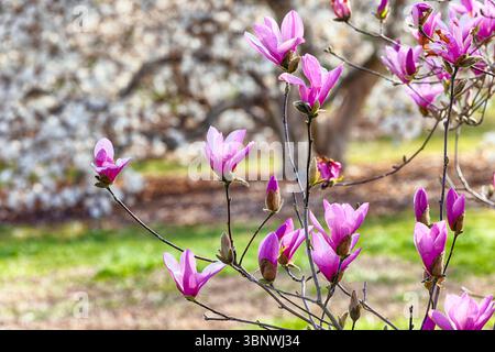 Close up View of Blooming Pink Magnolia Flowers in a Garden, New Jersey, USA Stock Photo
