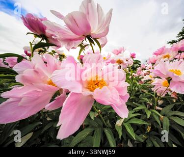Low Angle View of Flowering Damask Roses, New Jersey, USA Stock Photo