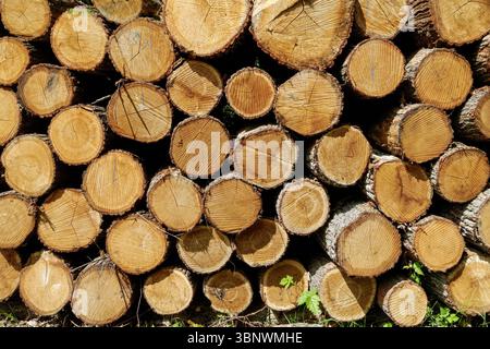 Cut pine logs stacked in the forest Stock Photo
